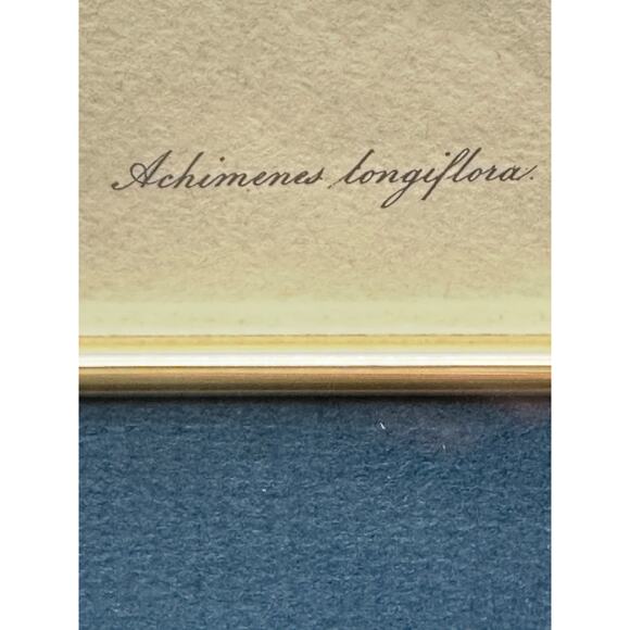 S. Holden Achimenes Longiflora signed Botanical Print 16" x14” glass floral Art - Picture 4 of 16